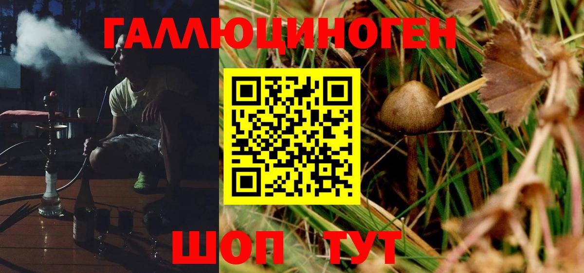 Галлюциногенные грибы Psilocybe Якутск